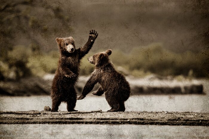 Jonge berenwelpen hebben onbezorgd plezier