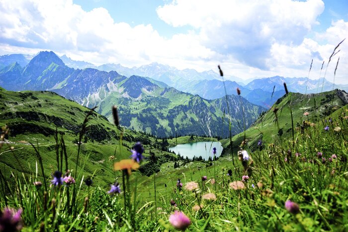 Bergweiden met wilde bloemen en een rotsachtig landschap