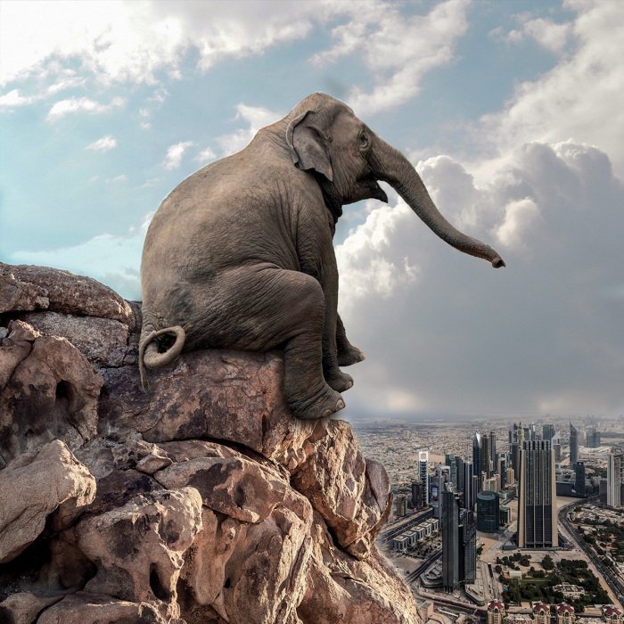 Een peinzende olifant op een steen met een stadsgezicht