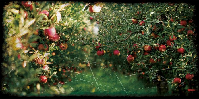 Appels rijpen in dichte kronen