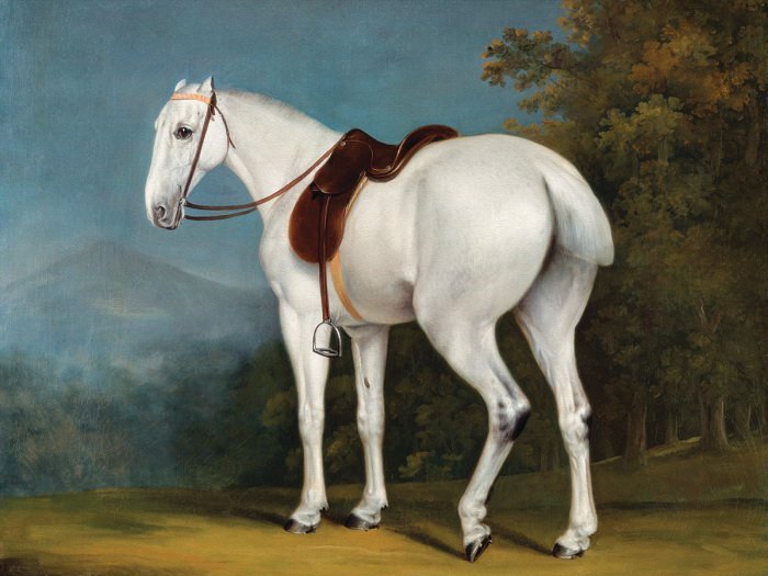 De klassieke schoonheid van een paard in een groene open plek