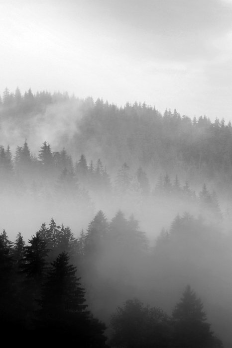 Een eenkleurig bos gehuld in dikke mist