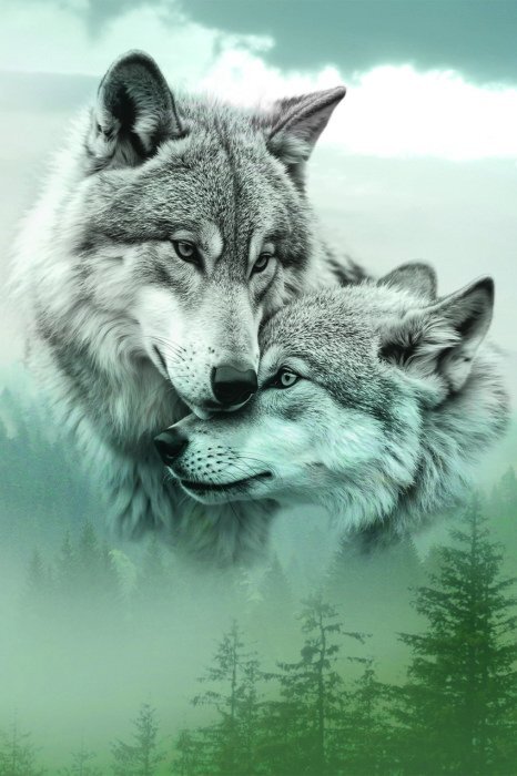 Mysterieuze wolven in de mist van een dicht naaldbos