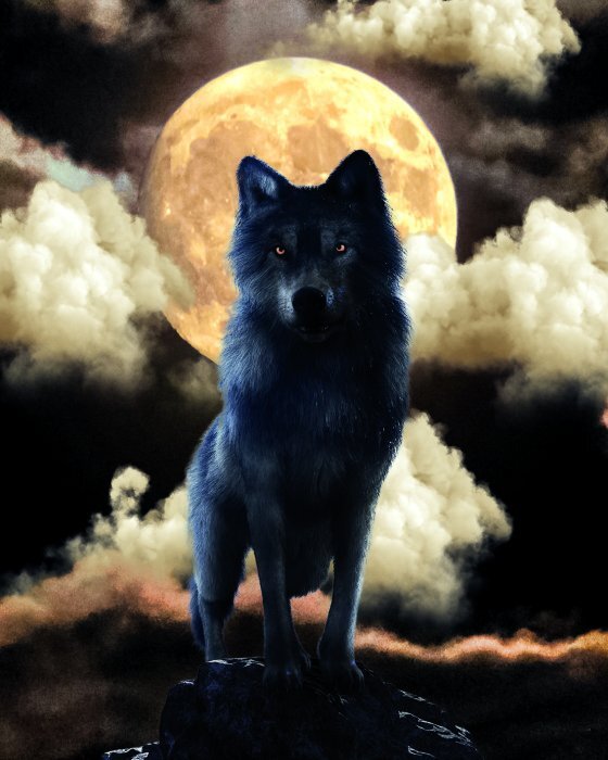 Een woeste wolf tegen de achtergrond van een heldere volle maan &#39;s nachts