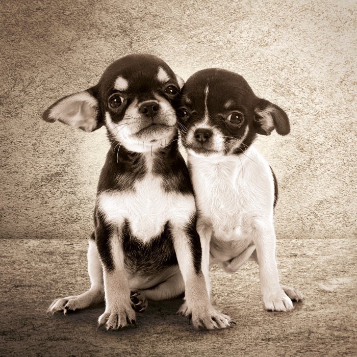 Schattig paar chihuahua-puppy&#39;s
