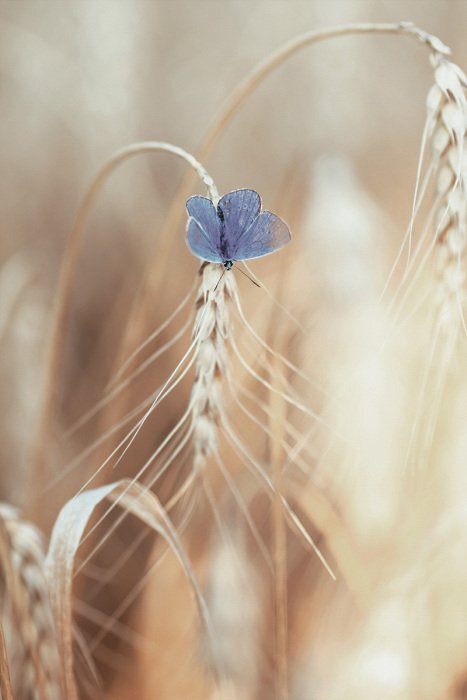 Een blauwe vlinder op een gouden korenaar