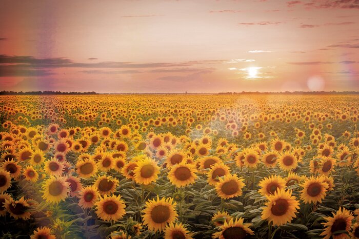 Een zonovergoten veld met zonnebloemen