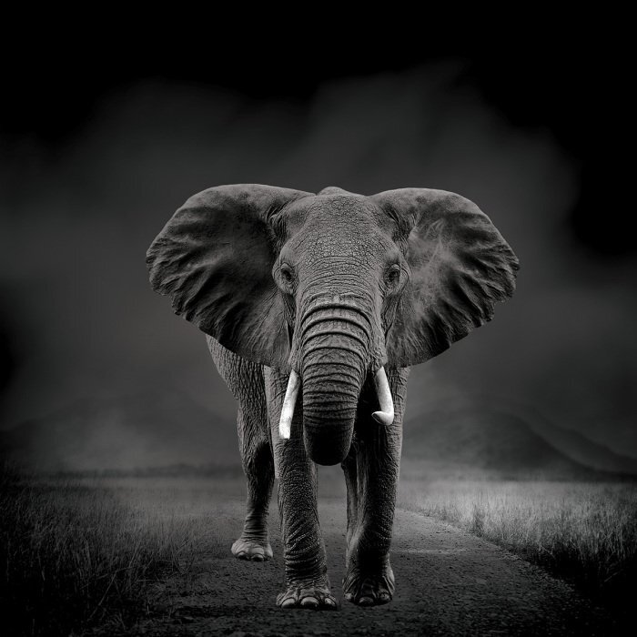 Zwart-witportret van een bewegende olifant