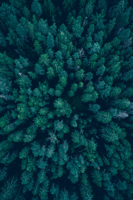 Groene boomkronen van bovenaf gezien