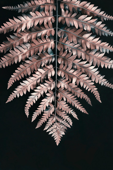 Een delicate varen in een poederachtige schaduw