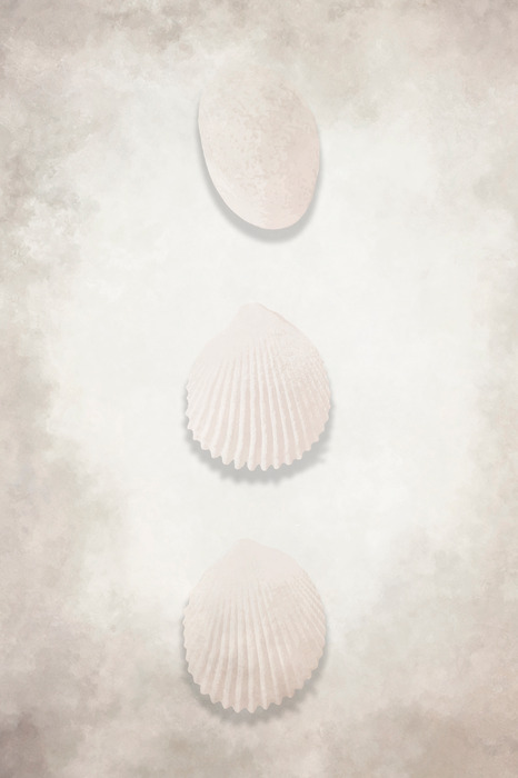 Minimalistische schelpcompositie