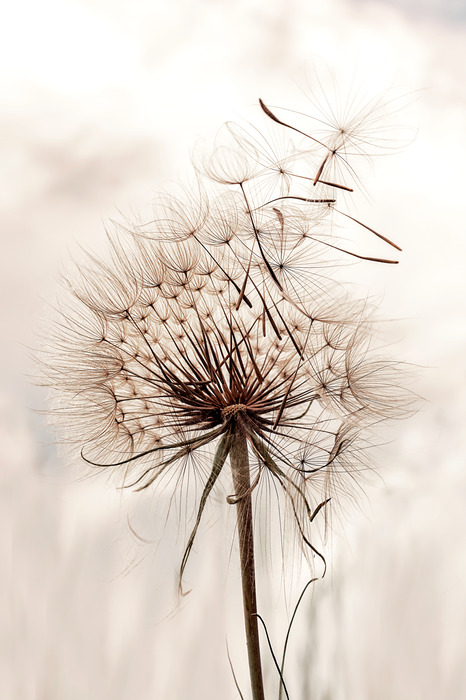 Een subtiele paardenbloem in de wind