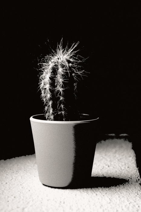 Cactus in de schijnwerpers