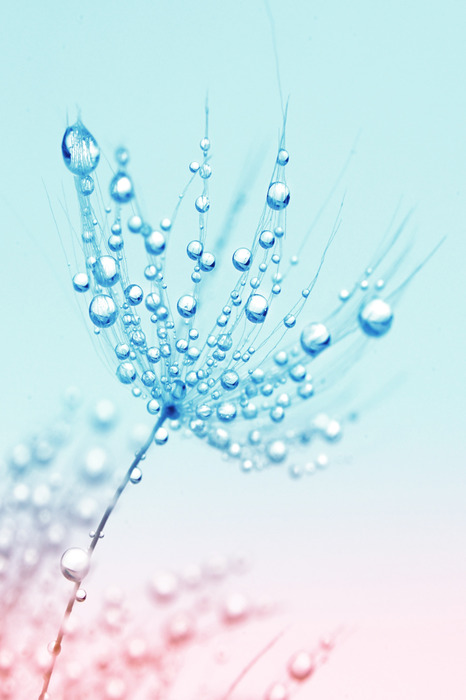 Een ochtenddruppel op een tere paardenbloem