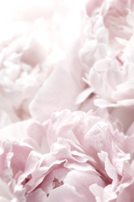 Bloemen in pasteltinten roze