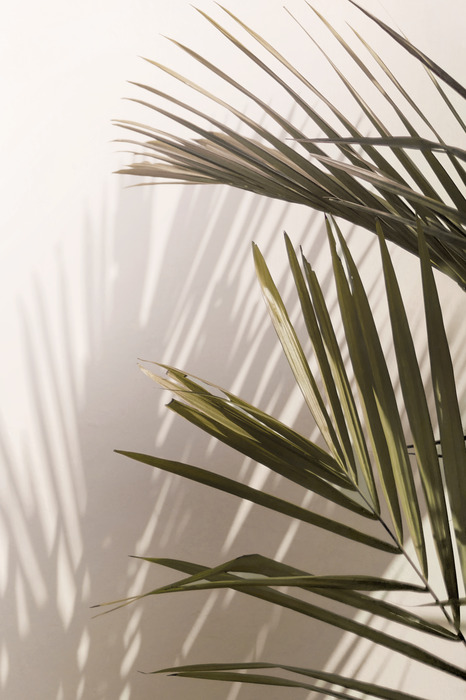 Een minimalistisch frame van palmbladeren