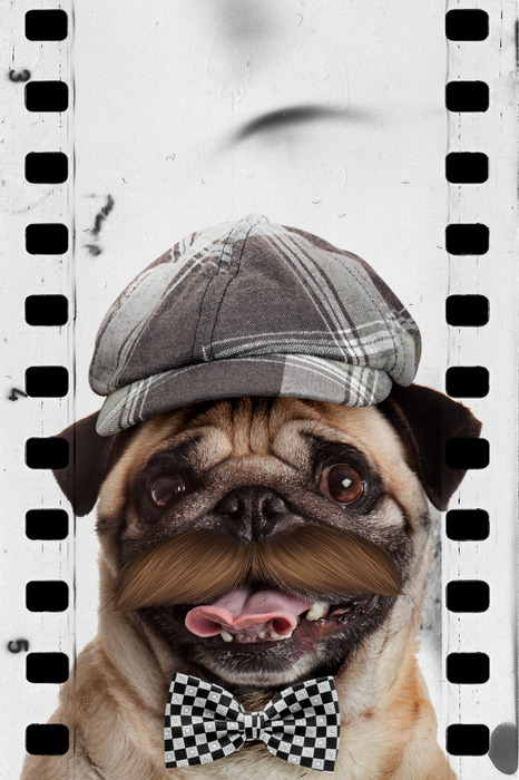 Een gestileerd portret van een mopshond met retro-accessoires.