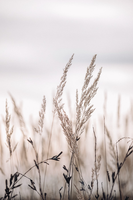 Droog gras in een pastelkleurig landschap