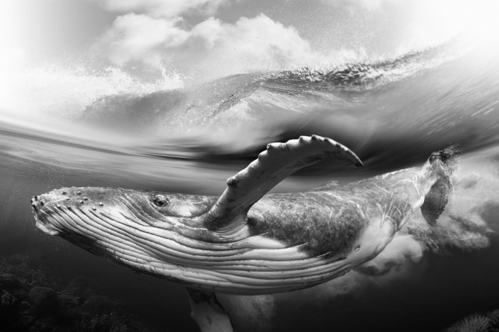 Onderwaterfoto van een walvis in zwart-wit