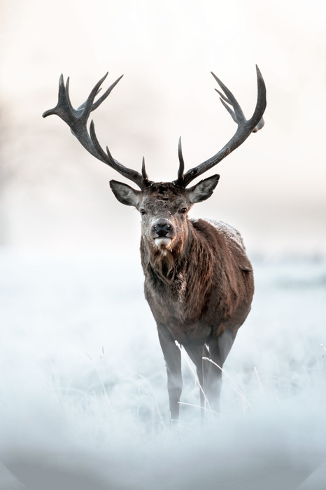 Wilde herten met geweien in de mist