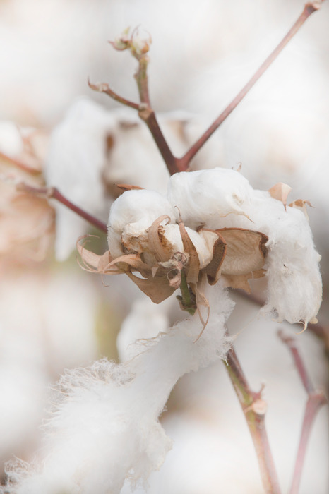 Zachte witte pluizige katoenen bloemen