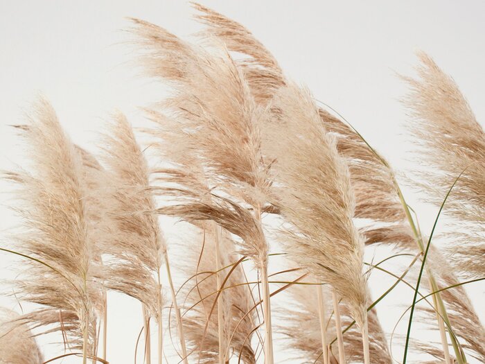 Pampas grasses on a light background