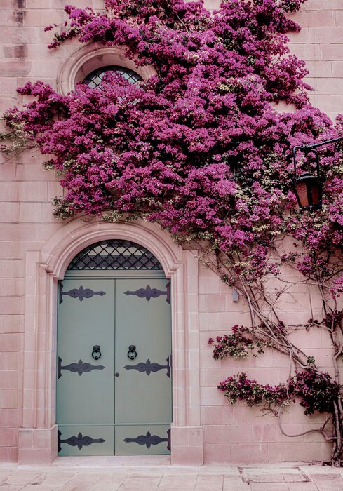 Tree with pink flowers against beautiful architecture