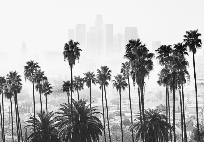 Los angeles black-and-white landscape with palm trees