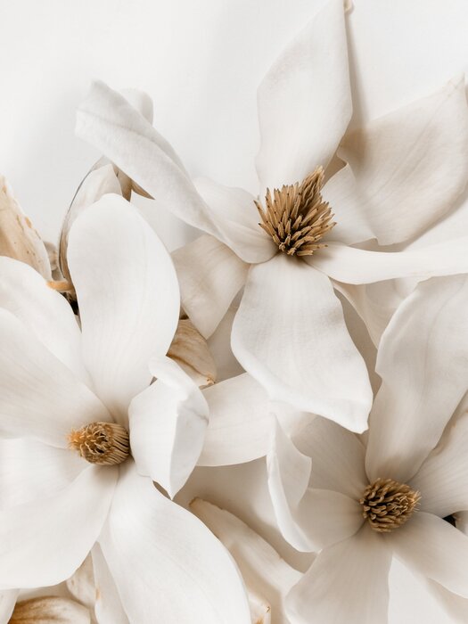 White magnolia flowers in glamour style