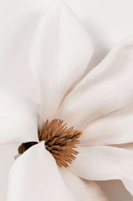 White magnolia flower close-up