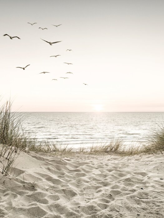 Poppy field at sunrise summer landscape