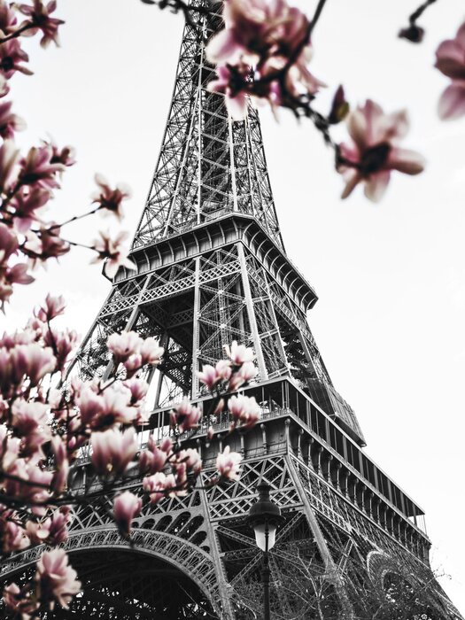 Blooming magnolias with the eiffel tower in the background