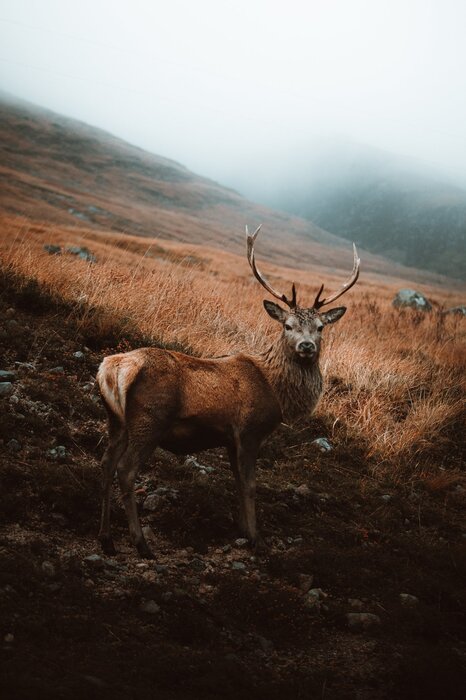 Deer in a clearing autumn landscape