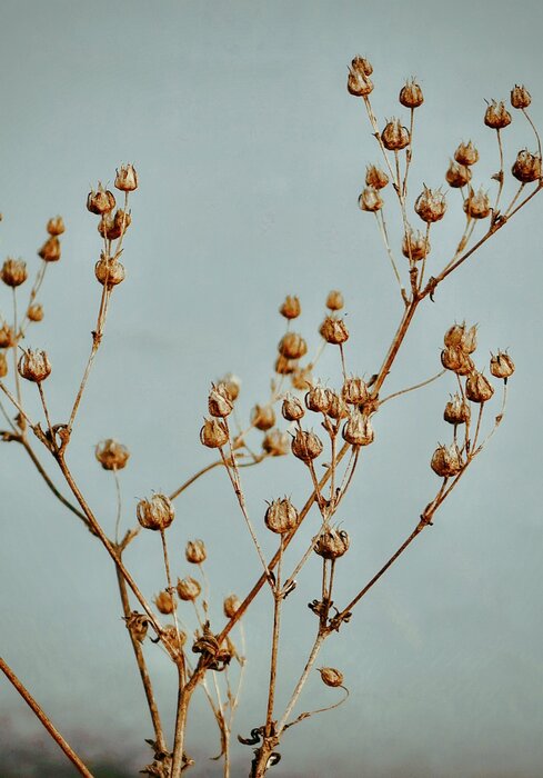 Dry plant twigs on a blue background