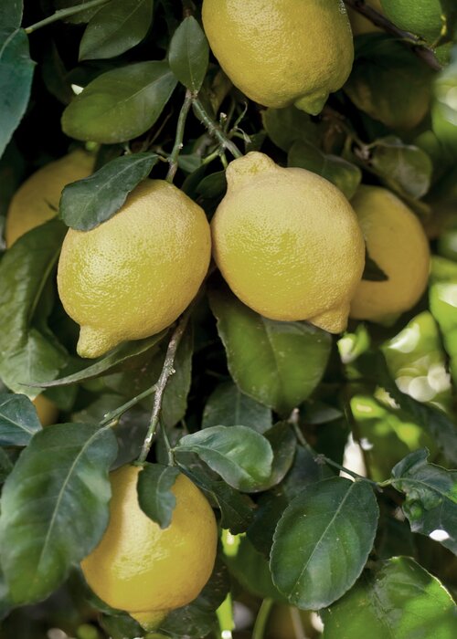 Lemons among leaves on a branch
