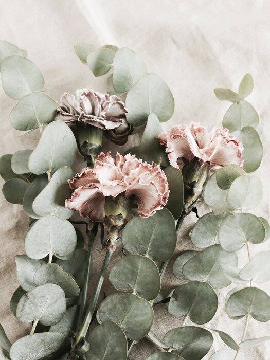 Eucalyptus branches and carnation flowers