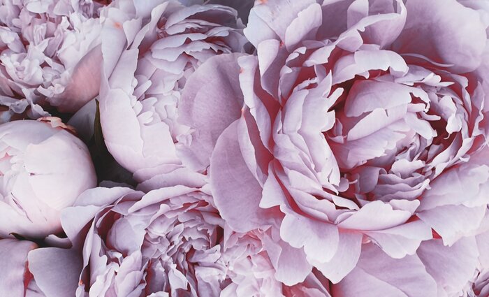 Purple peony flowers in full bloom