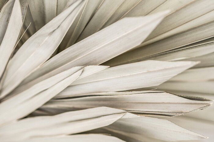 Boho style dried palm leaves delicate nature pattern