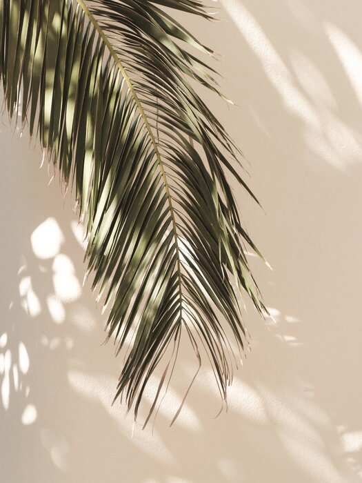 Green palm leaf on beige background in boho style