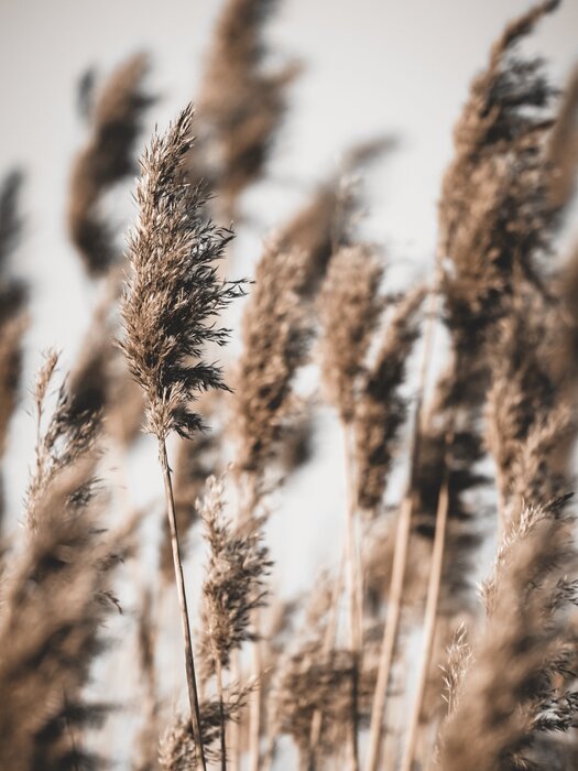 Delicate grasses in the wind boho style motif