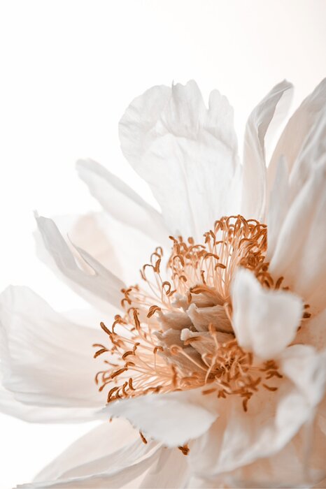 Blooming white flower close-up