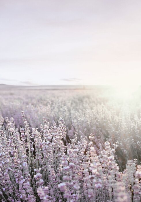 Lavender field at sunrise landscape