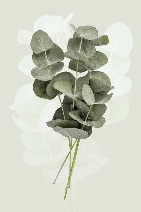 Eucalyptus branches on a green background