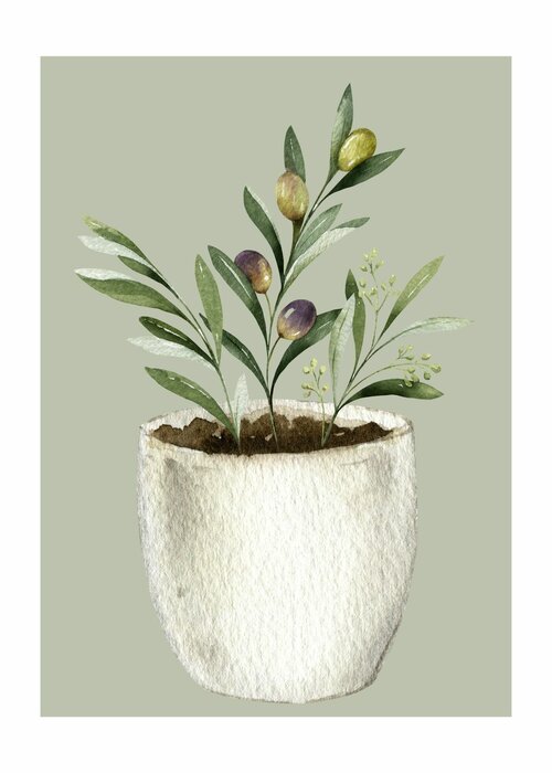 Olive tree in a pot illustration
