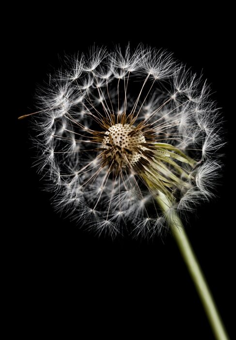Dandelion close-up on black background