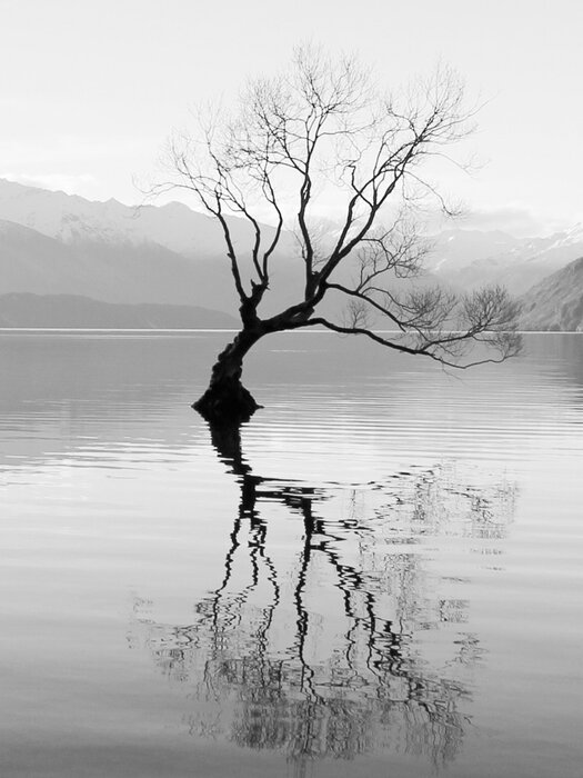Tree on a lake with mountains in the background in black and white