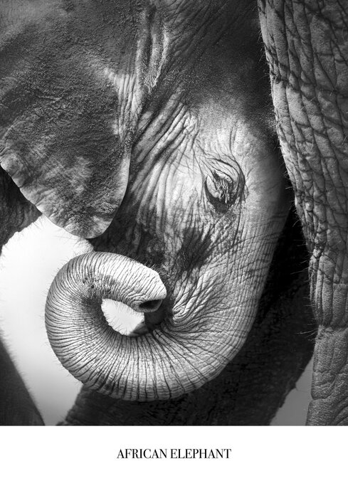 Black and white portrait of a baby elephant