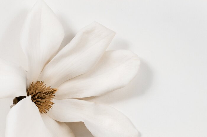Magnolia white flower on a light background