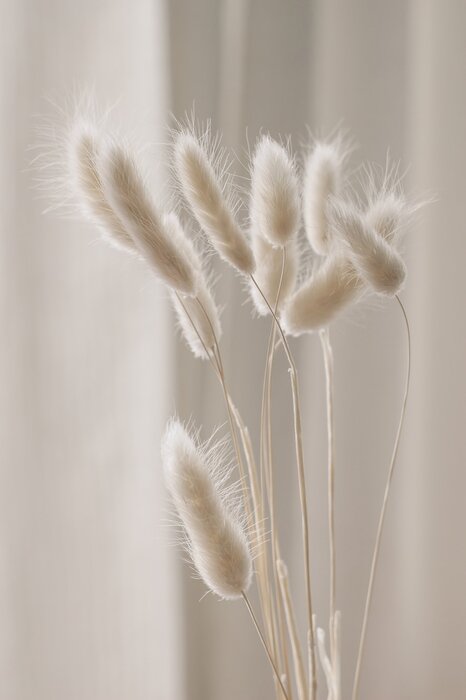 Dry grasses in boho style
