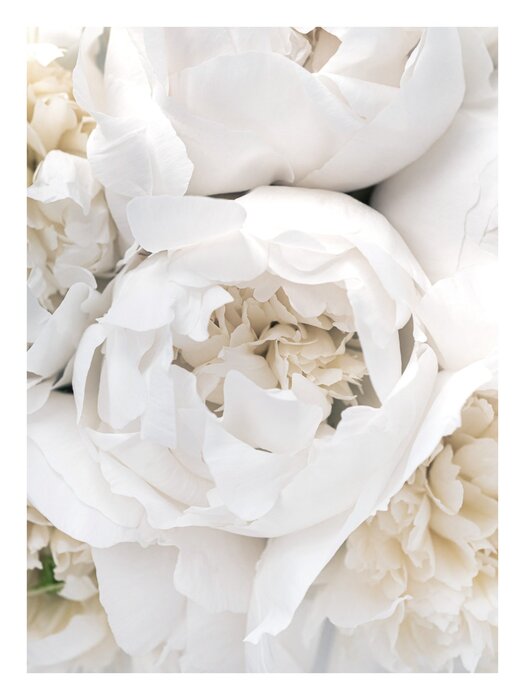 White roses romantic flowers close-up